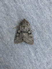 Lasionycta subfuscula