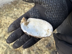 Uniomerus tetralasmus