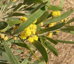 Acacia uncifolia