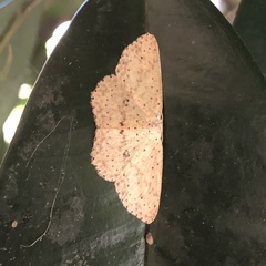 Cyclophora