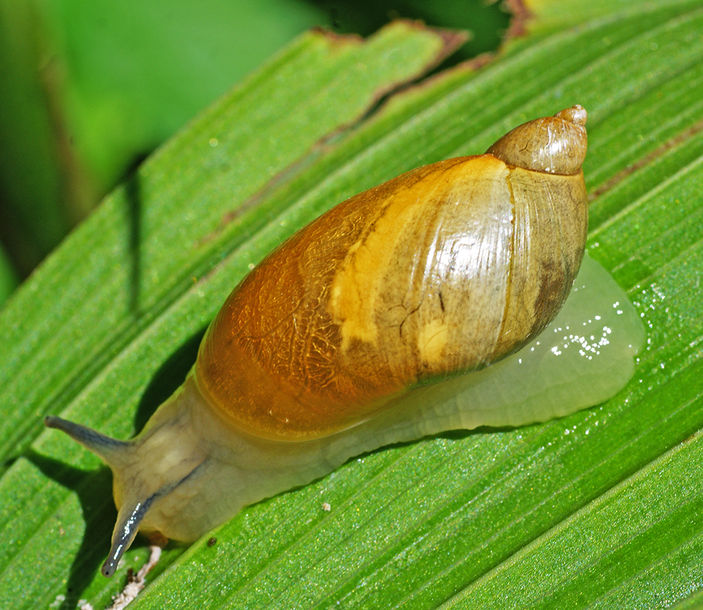 Succinea lauta