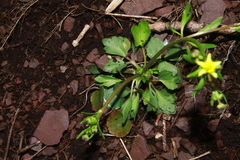 Ranunculus micranthus