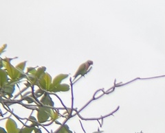 Psittacula alexandri