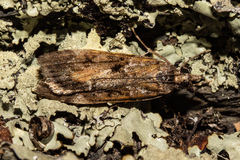 Eudonia legnota