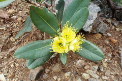 Xanthostemon laurinus