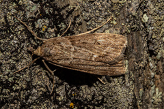 Eudonia submarginalis