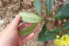 Xanthostemon laurinus