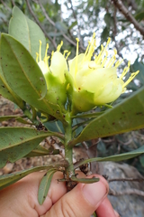 Xanthostemon laurinus