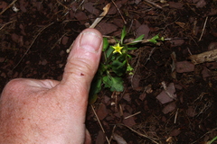 Ranunculus micranthus
