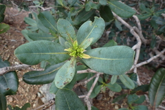 Xanthostemon laurinus