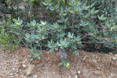 Xanthostemon laurinus
