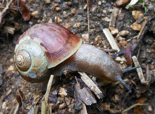 Karaftohelix selskii