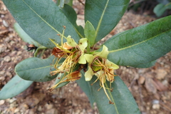 Xanthostemon laurinus