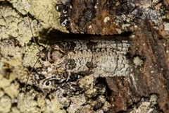 Harmologa