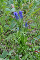 Gentianopsis thermalis