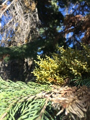 Arceuthobium campylopodum