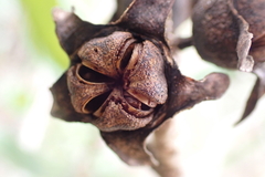 Xanthostemon laurinus