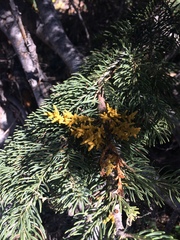 Arceuthobium campylopodum