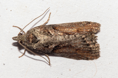 Harmologa scoliastis