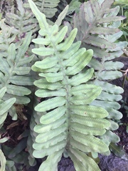 Phlebodium araneosum