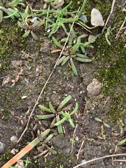 Plantago elongata