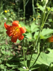 Lilium parvum