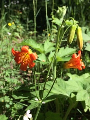 Lilium parvum