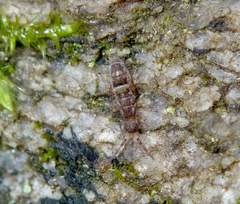 Orchesella cincta