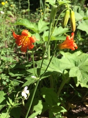 Lilium parvum