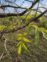 Carya aquatica