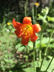 Lilium parvum