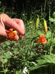 Lilium parvum