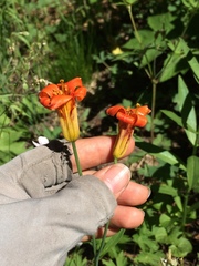 Lilium parvum