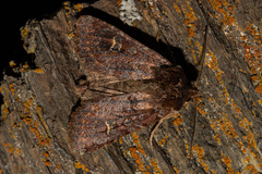 Ichneutica agorastis