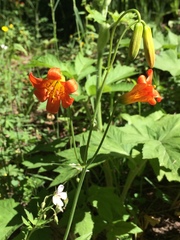 Lilium parvum