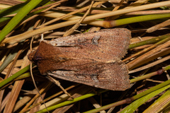 Ichneutica atristriga