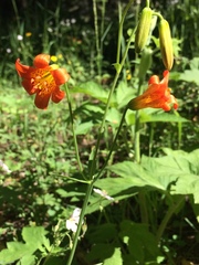 Lilium parvum