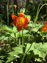 Lilium parvum