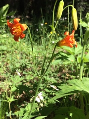 Lilium parvum
