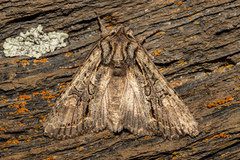 Ichneutica averilla