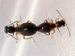 Temnopsophus bimaculatus