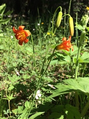Lilium parvum