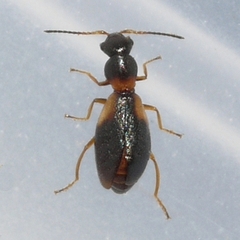 Temnopsophus bimaculatus