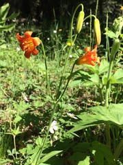 Lilium parvum
