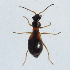 Temnopsophus bimaculatus