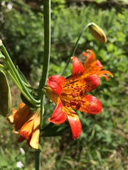 Lilium parvum