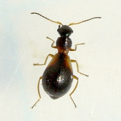 Temnopsophus bimaculatus