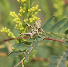 Melanoplus differentialis