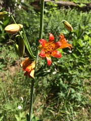 Lilium parvum