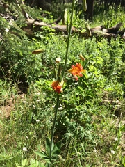 Lilium parvum